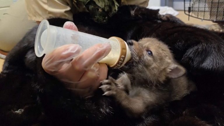 Video. Dokuz yetim çakal yavrusu ABD'de vahşi doğaya geri döndü