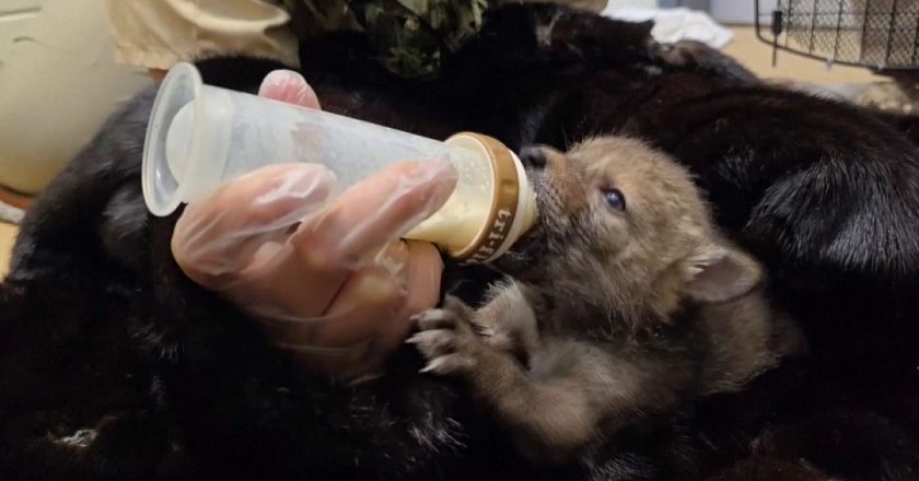 Video. Dokuz yetim çakal yavrusu ABD'de vahşi doğaya geri döndü