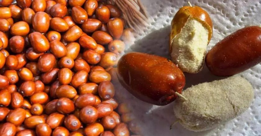 Kemik gelişimine katkı sağlar: Yabani zeytin çekirdeği tozu nedir ve ne işe yarar? Yabani zeytin çekirdeği tozunun faydaları nelerdir?