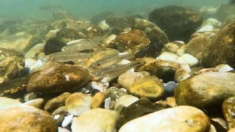 Munzur Çayı 3 tür balık için üreme ve yaşam alanı sağlıyor