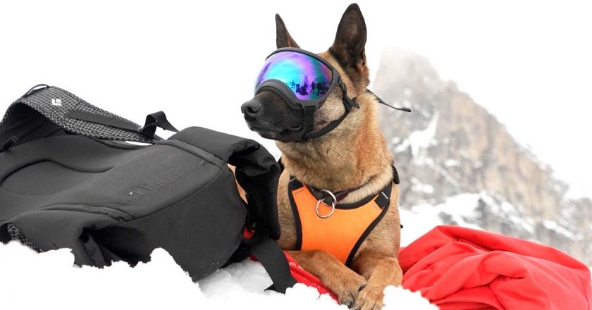 Video. Dağların Kahramanları: Kurtarma Köpeklerinin Görev Anları