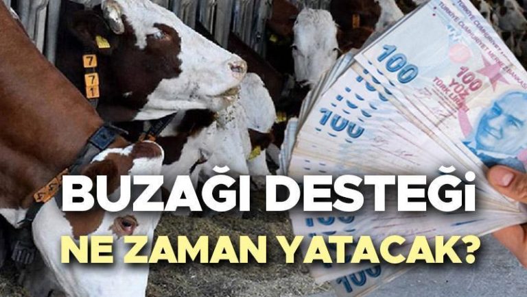 Buzağı Destek Tarihinin Ödeme 1. Dönem 2025 Son Vaka || 2. Buzağı desteğinin uygulanmasının uygulanması ne zaman bitecek? Buzağı desteği (sığır ve koyun) ödemeleri ne zaman başlayacak, ne zaman uyuyacak? Tarım ve silvikültür bakanlığı duyurdu!
