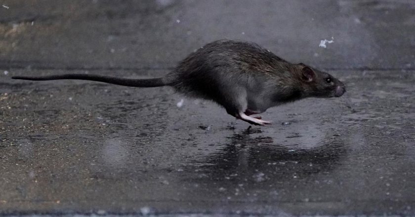 İngiltere’nin en büyük ikinci şehrinde, “büyük kediler fareleri” sokaklarda yürüyor