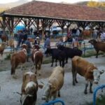 Bir ilçede hastalık alarmı: Kurban pazarı kapatıldı, 25 mahalle ve 15 köy karantinaya alındı!