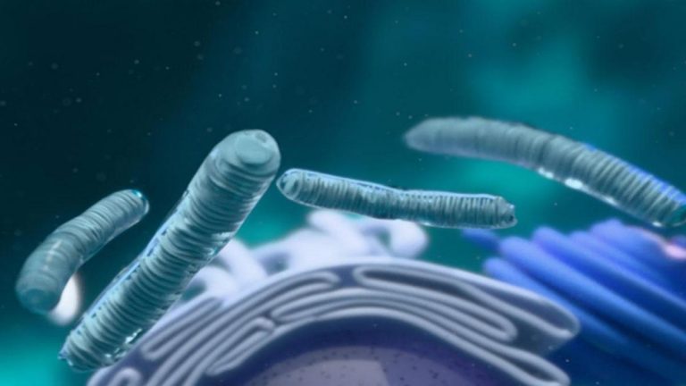 Golgi gövdesi nedir? Golgi nesnesinin görevleri, özellikleri ve hücreleri nelerdir?