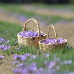 1 Kasım’da başlıyor! Safranbolu’da safran imecesi: Katılımcılar tüm süreçleri deneyimleyecek