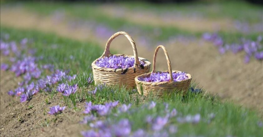 1 Kasım’da başlıyor! Safranbolu’da safran imecesi: Katılımcılar tüm süreçleri deneyimleyecek